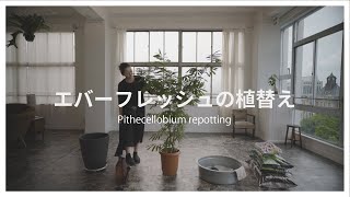 13【エバーフレッシュの植替え】Pithecellobium repotting [upl. by Darnell]