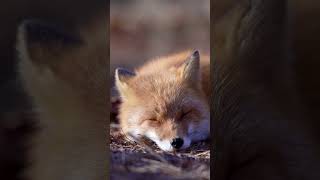 Cute baby foxcutebabyfox [upl. by Hoon]