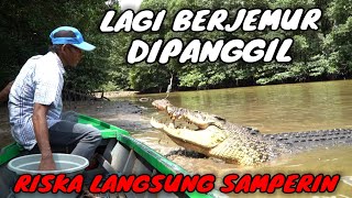 AMBO MEMANGGIL BUAYA RISKA YANG SEDANG BERJEMURLANGSUNG TURUN [upl. by Estren21]