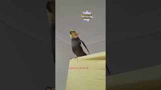 Monty The Naughty Cockatiel talking whistling and being cute ❤️ [upl. by Primrose]