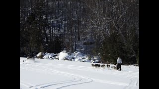 Dog Sledding at Aventures Plein Air in Quebec 2 [upl. by Dorca579]