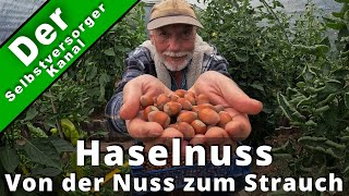 Haselnussstrauch aus echten Nüssen ziehen [upl. by Light915]