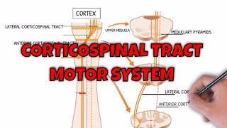 Corticospinal Tract  Motor System Neuroanatomy  Neuroaholics [upl. by Eilloh242]