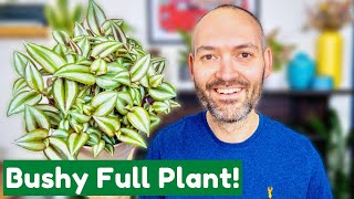 How To Grow A Bushy Tradescantia Like Mine [upl. by Jueta]