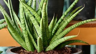 Sansevieria cylindrica  Decogarden  Jardinatis [upl. by Christi199]