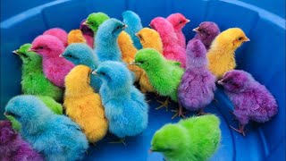 Menangkap Ayam Lucu Ayam Rainbow Ayam Warna Warni Ayam Jago Hewan Lucu [upl. by Ocsisnarf949]