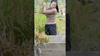 Hanzi hand rice threshing funny woodcutter automobile comedy woodcuter farming agriculture [upl. by Yreneh]