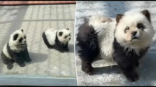 Zoo in Cina colora dei cani come dei panda [upl. by Ahsiatal466]