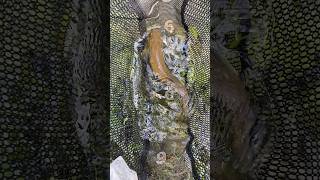 Spring Creek Wild Brown Trout [upl. by Wera]