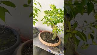 BONSAI 🌿😇 gardening shorts plants bonsai [upl. by Sanalda]