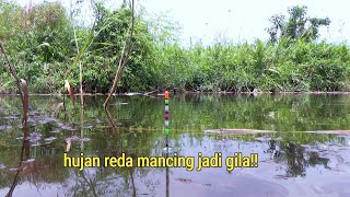 SEMAKIN GILA Mancing setelah hujan tiba tiba ikan nila besar nya pada ngamuk [upl. by Enilkcaj]