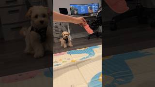 Two months with our Maltipoo Tobi [upl. by Li396]