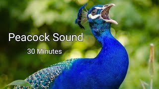 Peacock Sound Peacock Dance with Sound 30 Minutes Long Sound of Peacock [upl. by Liliane]