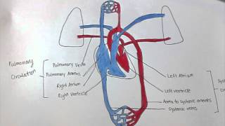 Pulmonary amp Systemic Circulation [upl. by Lirrad46]