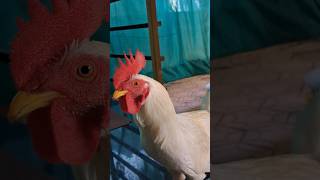 Mukhadalli Modave Ella🐔💖Shortfeed [upl. by Ahsitnauq508]