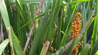 Lomandra longifolia [upl. by Hong]