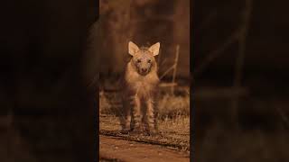 An Elusive Brown Hyena at Marataba Luxury Lodges [upl. by Geesey]