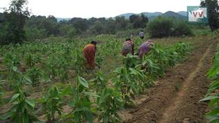 A Boost for Lac Cultivation in Jharkhand [upl. by Nnalyrehs]