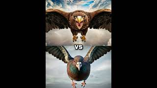 Eagle vs Vultures vs  falcon crow owl seagull Duck toucan bird Macow pigeon [upl. by Htebaile]