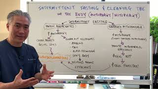 Intermittent Fasting and Cleaning Up the Body AutophagyMitophagy [upl. by Asha]