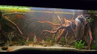 P Altum Rio Orinoco and Geophagus Sveni 450l blackwater aquarium  October 2024 [upl. by Ahsilla990]