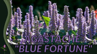 All About AGASTACHE BLUE FORTUNE 🌺🌺🌺 [upl. by Palecek]