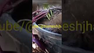 IPOMOEA आइपोमोआ shakarkandi शकरकंदी Ipomoea batatas Black Heart purple blackish heart shape leaves [upl. by Ylevol11]