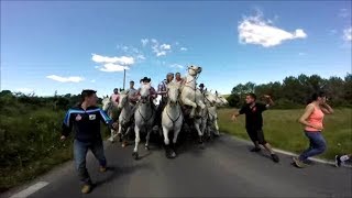 fête votive à Buzignargues 2017 abrivado longue  concours dattrapaires [upl. by Bruning]