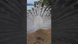 Peacock Dance Display  Peacocks Opening Feathers HD amp Bird Sound [upl. by Yearwood19]