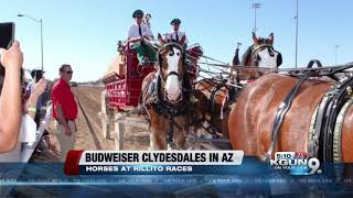 Clydesdales celebrate Rillito Park Race Tracks 75th Diamond Jubilee [upl. by Dougherty]