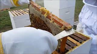 2024 Iowa Italian Carniolan Saskatraz Packaged Honey Bees Nucs Free Shipping Queen Bees For Sale [upl. by Silyhp962]