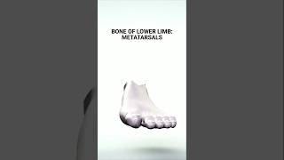 Unlocking the Secrets of Metatarsals metatarsals shortsvideo anatomy [upl. by Lewert]