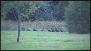 Wild Turkeys Roosting in the Trees 40 to 50 Feet Up at Dusk [upl. by Kristofer]