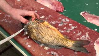 Fisch filetieren  Karpfen How to fillet fish  carp [upl. by Madeline]