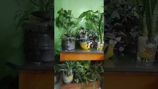 Indoor plant 😀indoorplants shorts shortvideo indoor [upl. by Anij]