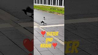 Eine Elster kommt selten alleine 🐦‍⬛❣️🐦‍⬛😊 [upl. by Acirat]