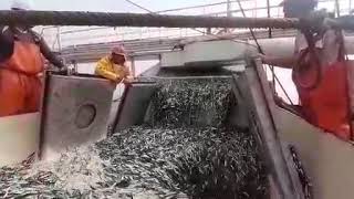 Pesca de anchoveta en peru [upl. by Siro325]