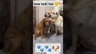 😃🐶Eh fatti todke kive bhole je bnke baithe😒Dog lover 💗🐾viral shorts [upl. by Boehmer]