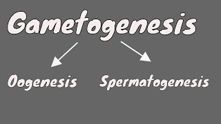 Gametogenesis  Oogeneis  Gametogenesis female  part 1 [upl. by Kerry]