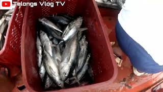 Grabe Ang Daming huli fishing fishingvideo fish viralvideo [upl. by Danas]