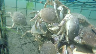 Underwater Crabbing Livestream [upl. by Schlicher]