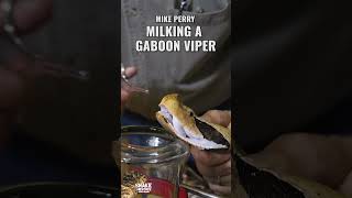 Mike Perry Milking A Gaboon Viper [upl. by Anair795]