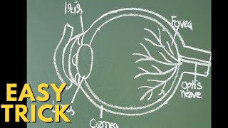 human eye diagram  how to draw human eye  eye diagram  eye diagram easy to draw [upl. by Omocaig]