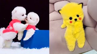 Cute Pomeranian Puppies Doing Funny Things 3  Cute and Funny Dogs  Mini Pom [upl. by Atnom]