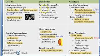 Parasitology 001 c Parasites Classification Helminth Cestodes Trematodes Nematodes [upl. by Groome]