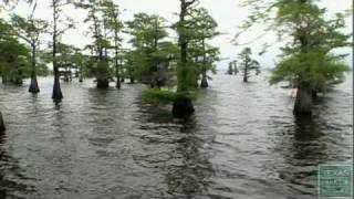 Giant Salvinia Invade Caddo Lake Texas [upl. by Cerelly]