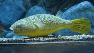 Giant Freshwater Pufferfish  Mbu Pufferfish Tetraodon mbu SEA Aquarium Singapore [upl. by Yentiw]