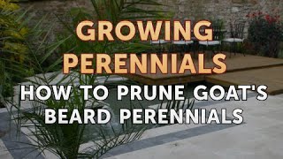 How to Prune Goats Beard Perennials [upl. by Ilyse]