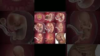 Foetus development stages inside mother womb 🤰knowledge easylearning shortsvideo share [upl. by Alec]