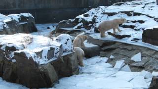 Glitter Snow in Zoo Berlin [upl. by Wagstaff]